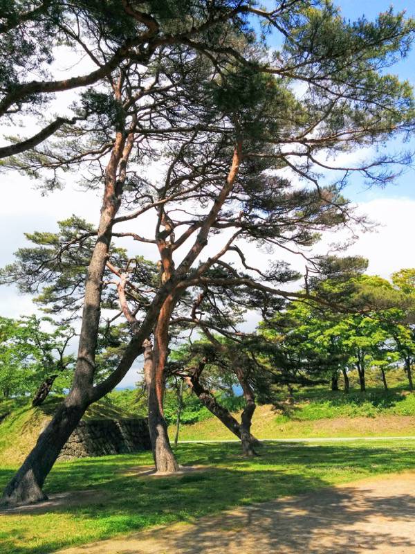 五稜郭公園-アカマツ7.jpg 五稜郭公園 アカマツ7