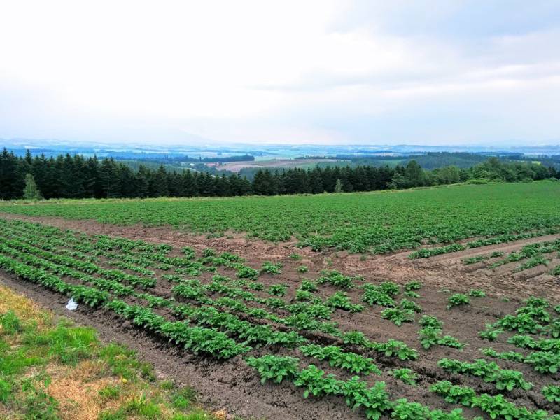 美瑛 就実の丘６