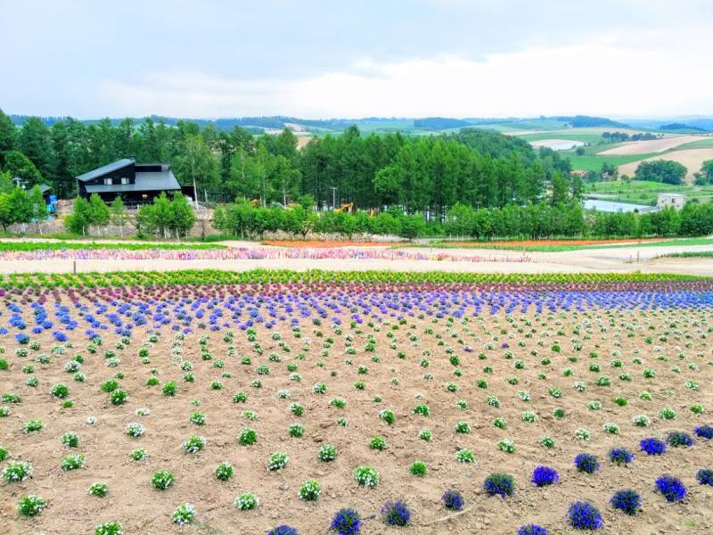 美瑛 四季彩の丘４