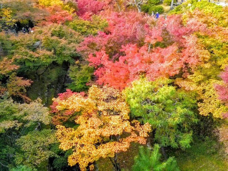 東福寺 通天橋付近の紅葉４