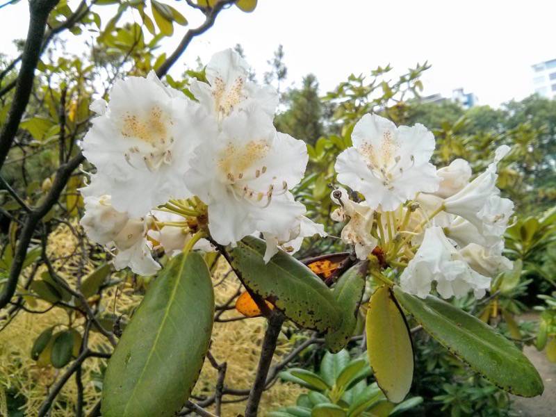 北海道大学植物園 カナディアンロックガーデン２０