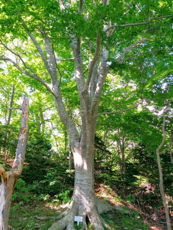 大沼公園-島巡りの路-ブナ巨木.jpg 大沼公園 島巡りの路 ブナ巨木