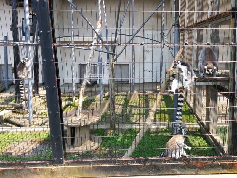 旭山動物園-ワオキツネザル1.jpg 旭山動物園 ワオキツネザル1