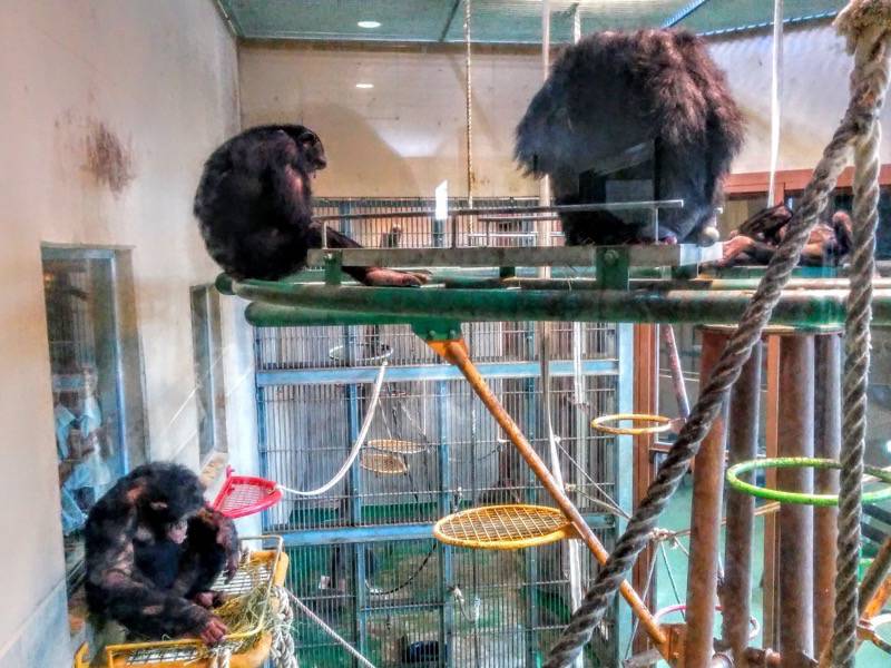 旭山動物園-チンパンジー1.jpg 旭山動物園 チンパンジー1
