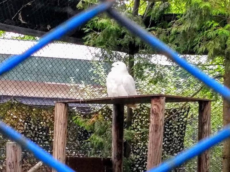 旭山動物園-シロフクロウ.jpg 旭山動物園 シロフクロウ