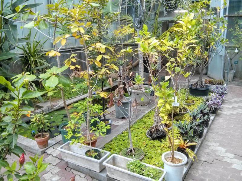 北海道大学植物園 温室園A棟２９熱帯性果実類 ４ ５号室