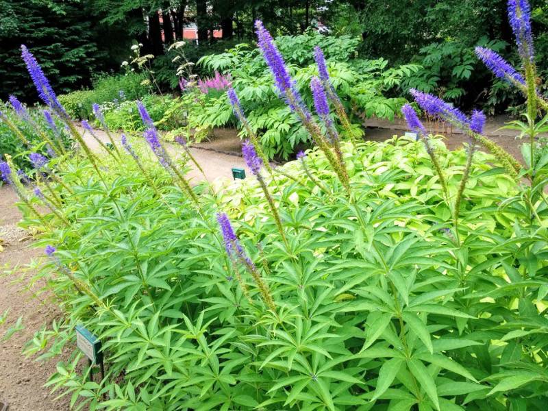 北海道大学植物園 草本分科園９エゾクガイソウ１