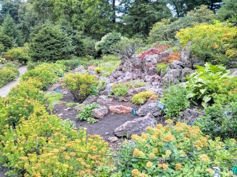 北海道大学植物園 カナディアンロックガーデン１３