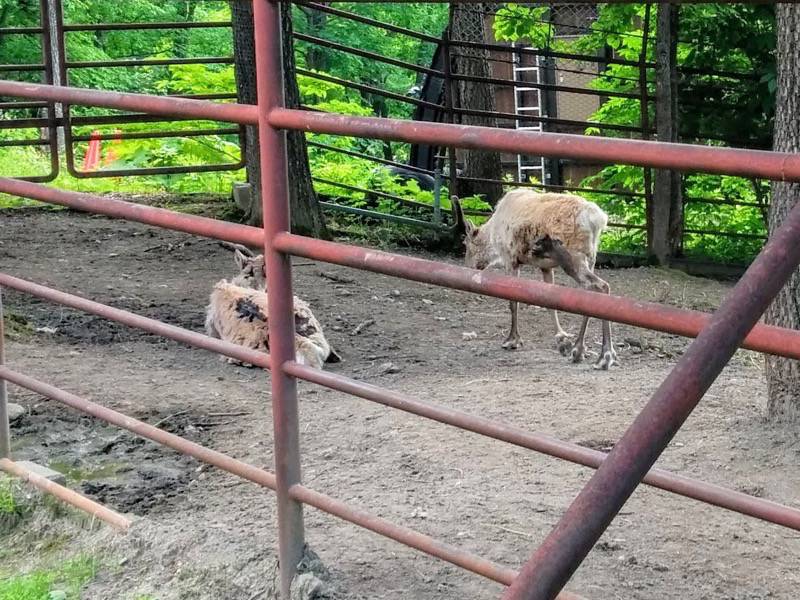 旭山動物園-トナカイ.jpg 旭山動物園 トナカイ