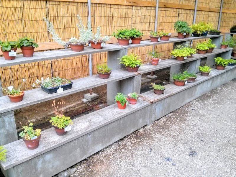 北海道大学植物園-高山植物園盆栽5.jpg 北海道大学植物園 高山植物園盆栽5