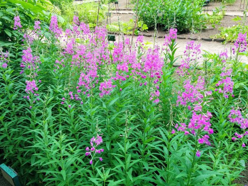 北海道大学植物園 草本分科園１３ヤナギラン