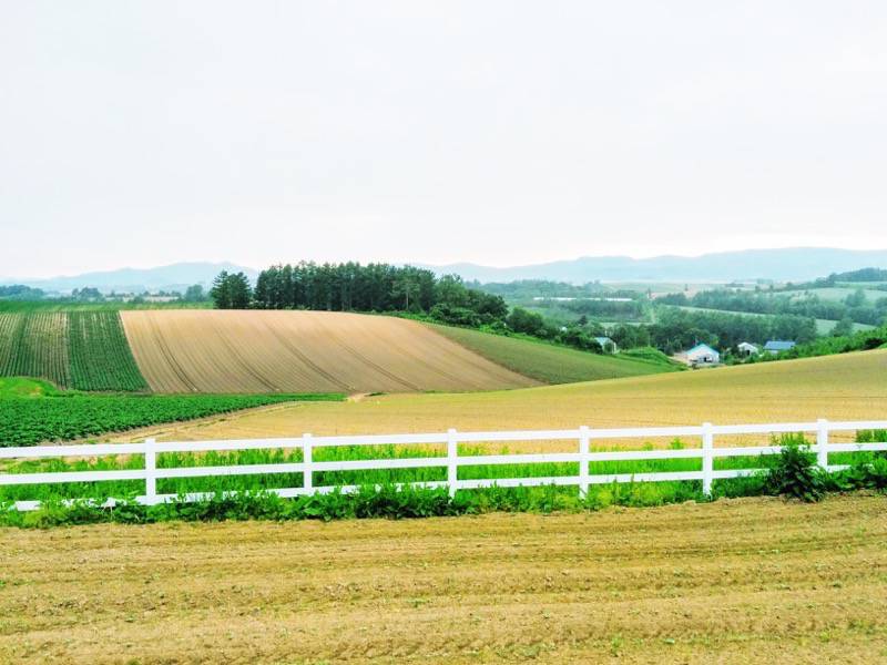 美瑛 新栄の丘７