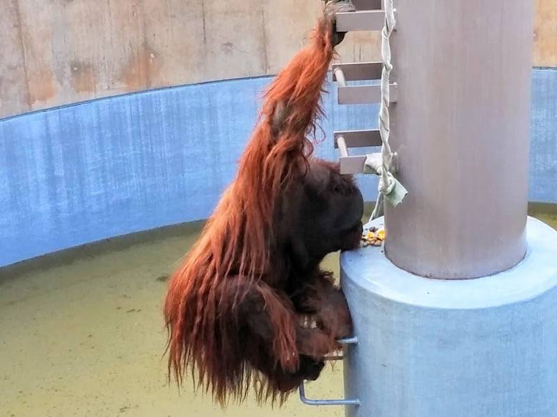 旭山動物園-オランウータン6.jpg 旭山動物園 オランウータン6