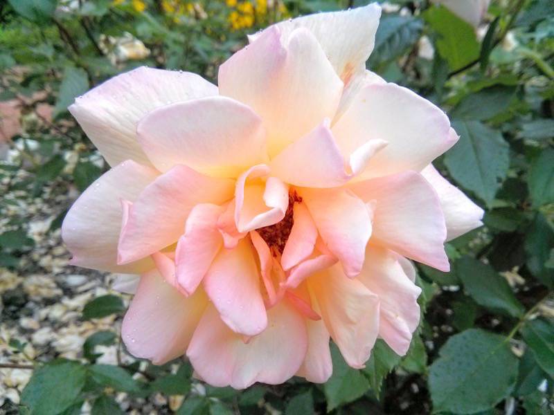 北海道大学植物園-バラ園22ゴールドトパーズ.jpg 北海道大学植物園 バラ園22ゴールドトパーズ