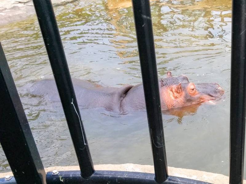 旭山動物園 カバ１