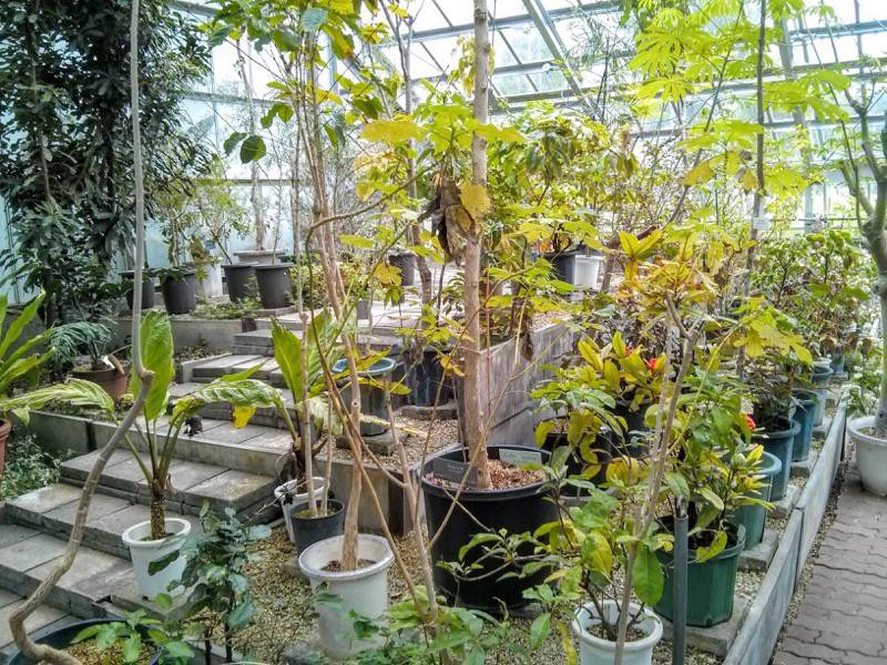 北海道大学植物園 温室園A棟２４熱帯性果実類 ４ ５号室