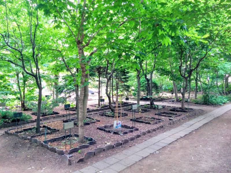 北海道大学植物園-北方民族植物標本園1.jpg 北海道大学植物園 北方民族植物標本園1
