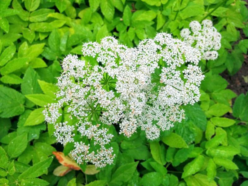 北海道大学植物園 草本分科園１５イワミツバ２