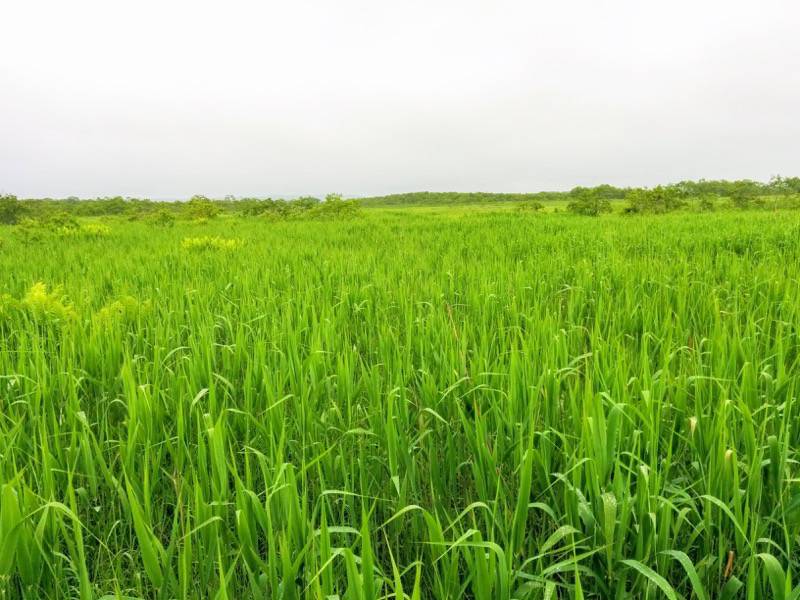 温根内木道5−1.jpg 温根内木道5−1