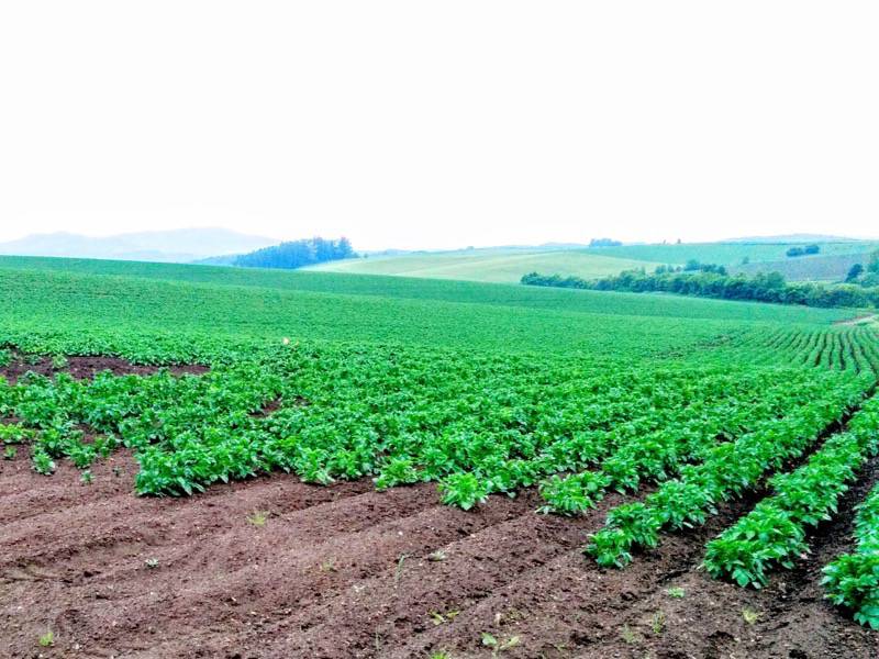 美瑛 親子の木付近の景色８