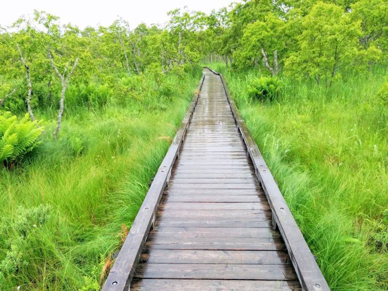 温根内木道8−5.jpg 温根内木道8−5