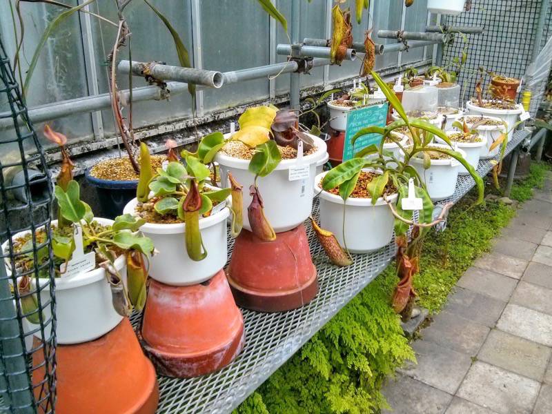 北海道大学植物園 温室園B棟９食虫植物 ８号室