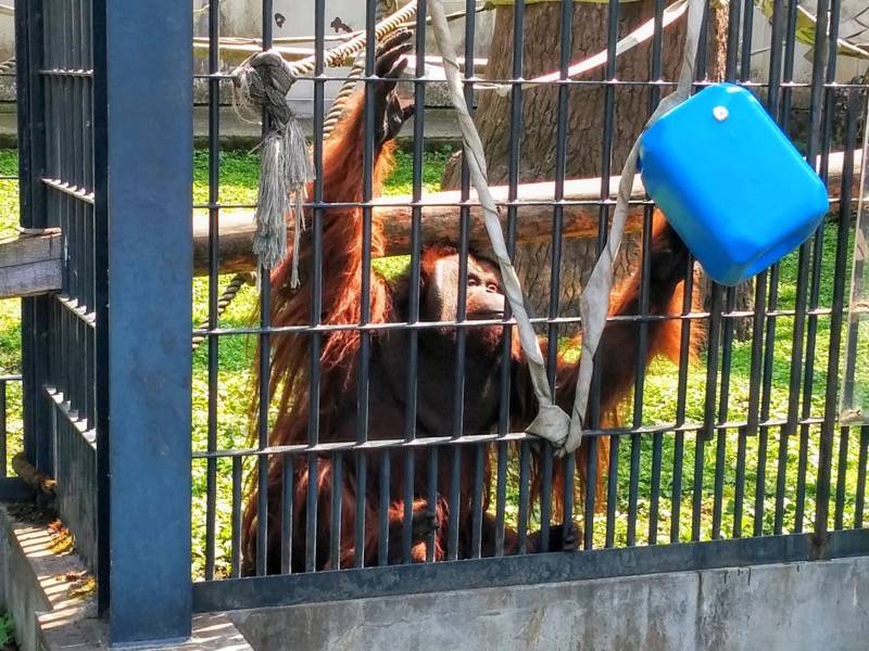 旭山動物園-オランウータン2.jpg 旭山動物園 オランウータン2