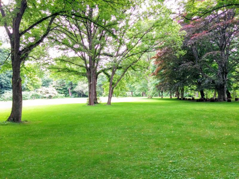 北海道大学植物園-北ローンハルニレの森より.jpg 北海道大学植物園 北ローンハルニレの森より