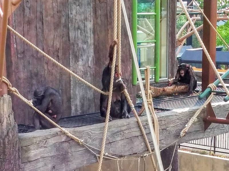 旭山動物園-チンパンジー8.jpg 旭山動物園 チンパンジー8