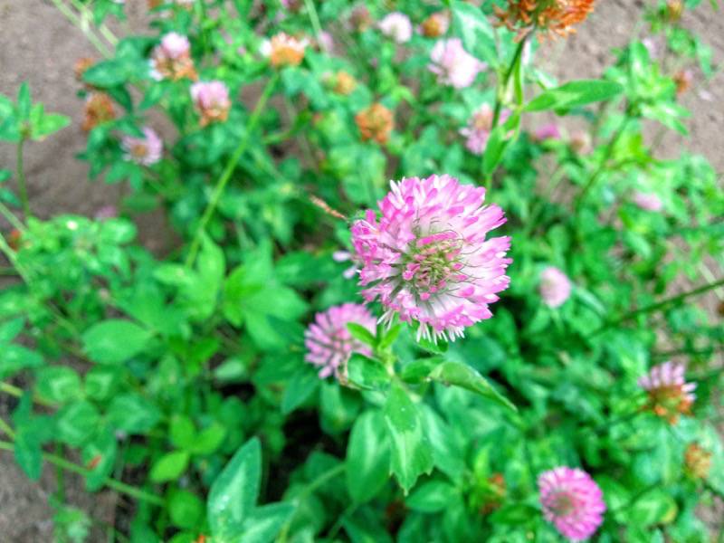 北海道大学植物園 草本分科園８ムラサキツメクサ