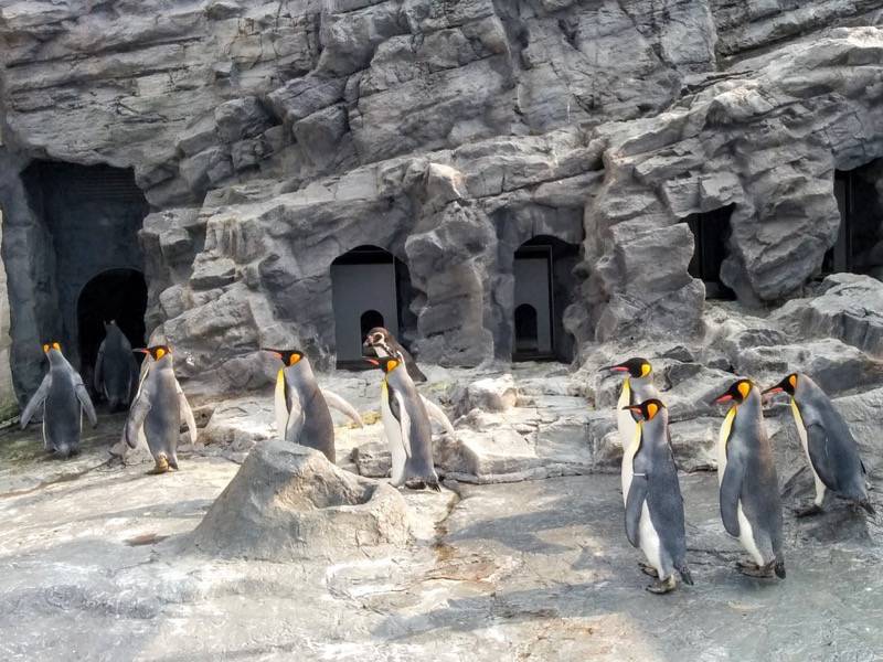 旭山動物園 ペンギン１０