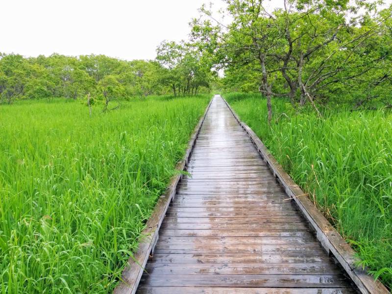 温根内木道2−4.jpg 温根内木道2−4