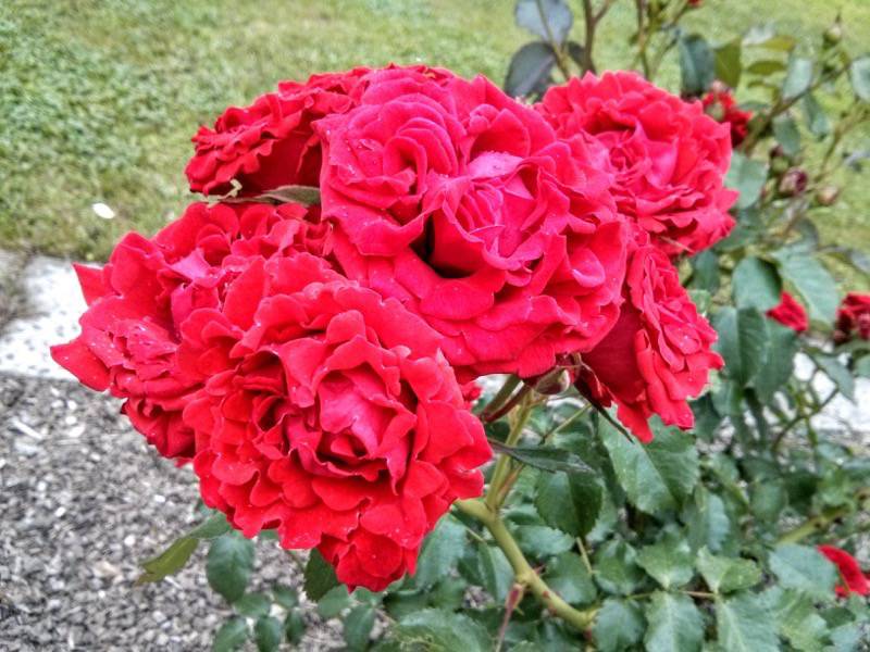 北海道大学植物園-バラ園8ノルディア.jpg 北海道大学植物園 バラ園8ノルディア