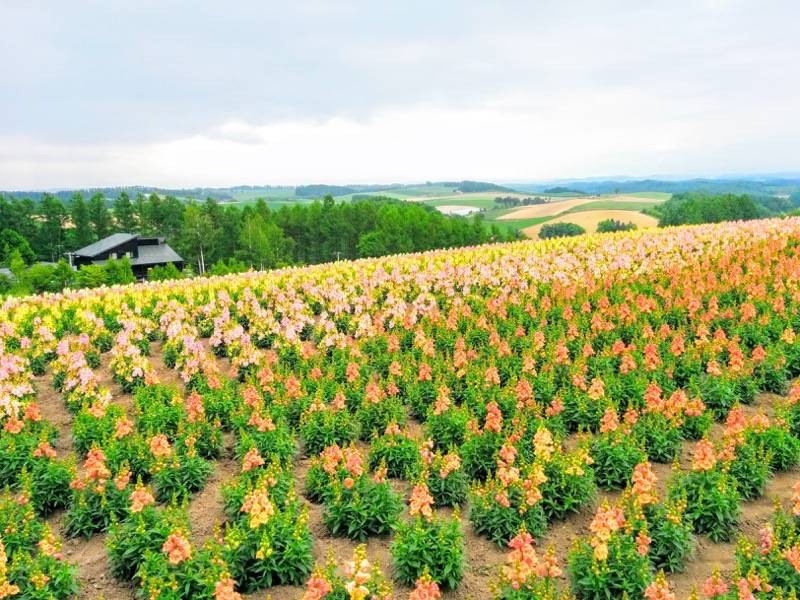 美瑛 四季彩の丘１