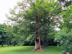 北海道大学植物園は見どころ満載！｜北海道札幌市