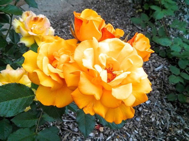 北海道大学植物園-バラ園24ゴールドバニー.jpg 北海道大学植物園 バラ園24ゴールドバニー