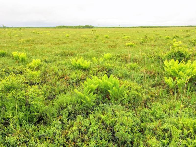 温根内木道7−4.jpg 温根内木道7−4