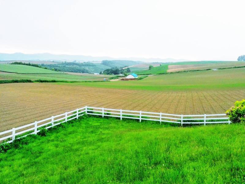 美瑛 新栄の丘１