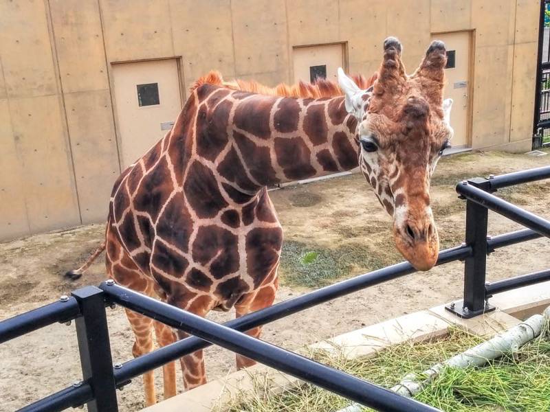 旭山動物園-アミメキリン2.jpg 旭山動物園 アミメキリン2