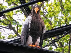 旭山動物園の動物たち｜北海道旭川市