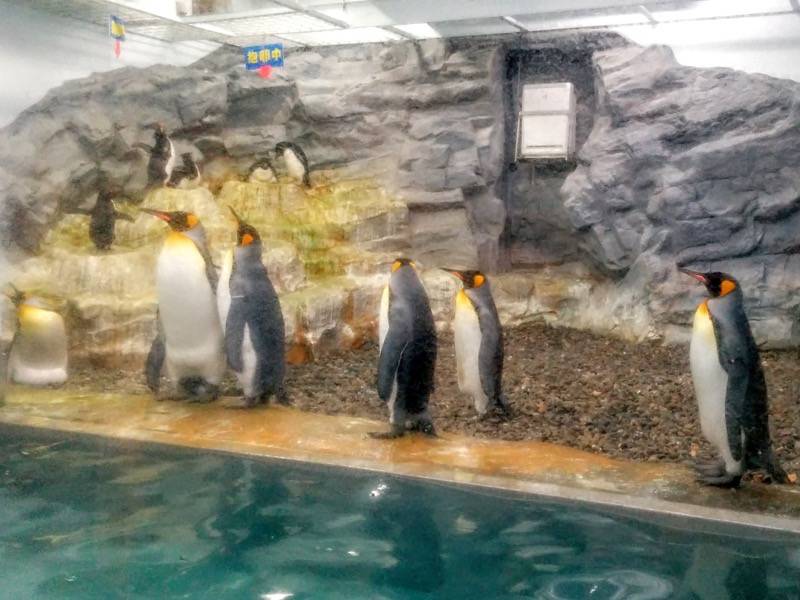 旭山動物園 ペンギン１３