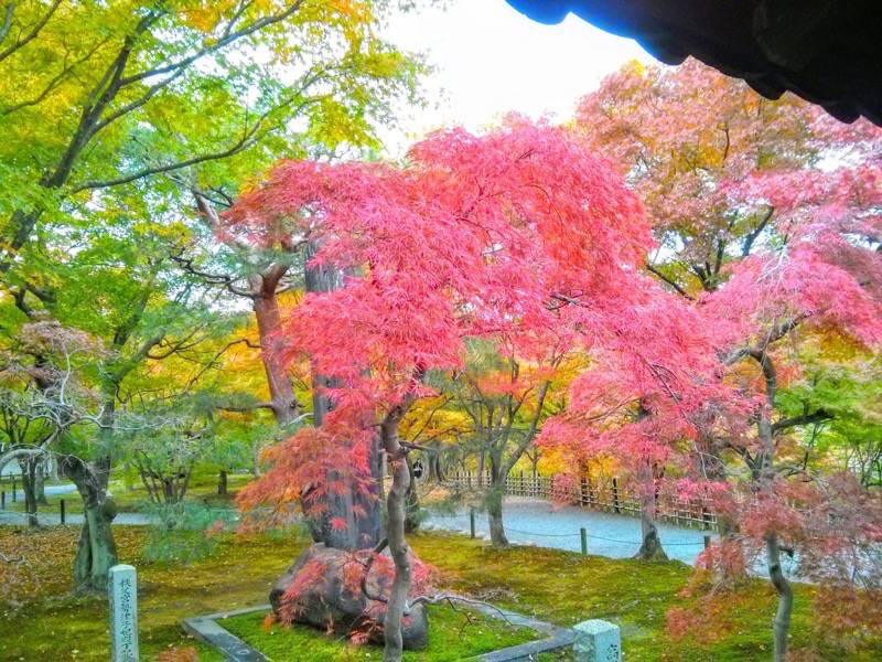 東福寺 通天橋付近の紅葉１
