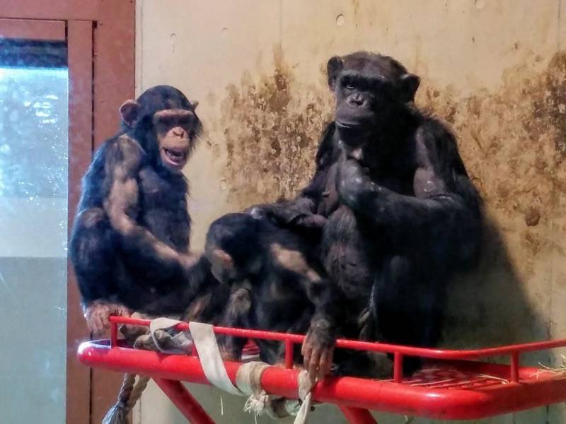 旭山動物園-チンパンジー4.jpg 旭山動物園 チンパンジー4