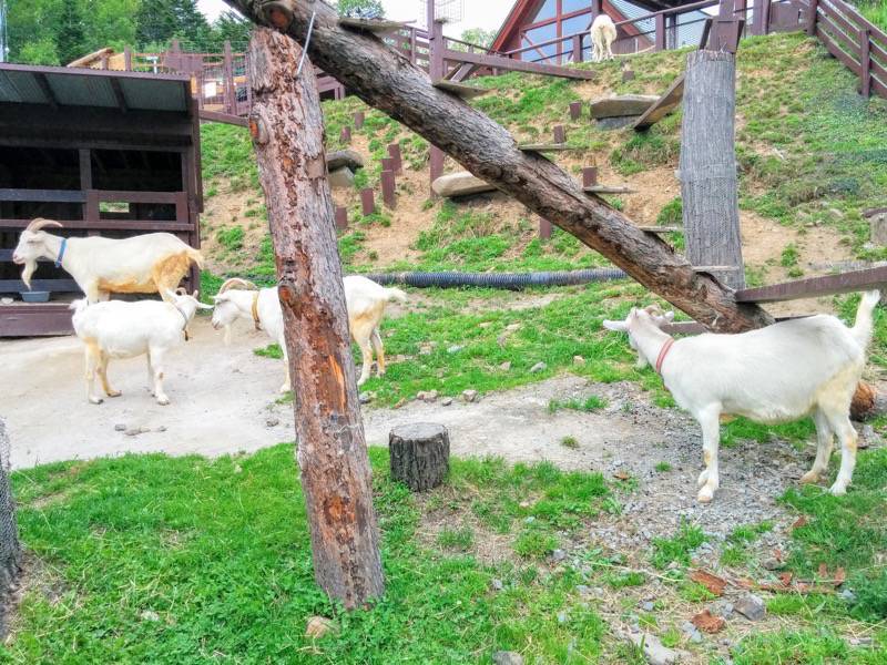 旭山動物園-ヤギ3.jpg 旭山動物園 ヤギ3