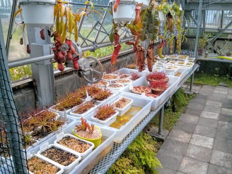 北海道大学植物園 温室園B棟４食虫植物 ８号室