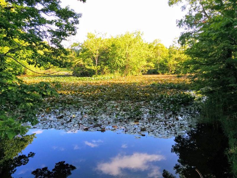 大沼公園-夕日の道4.jpg 大沼公園 夕日の道4