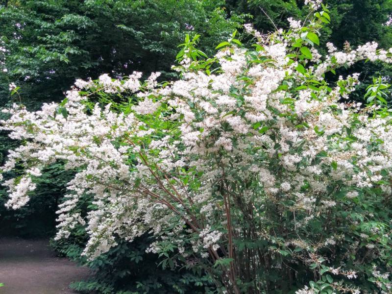 北海道大学植物園 灌木園の花１２ウツギ