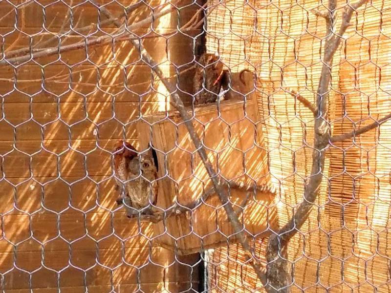 旭山動物園-コノハズク.jpg 旭山動物園 コノハズク