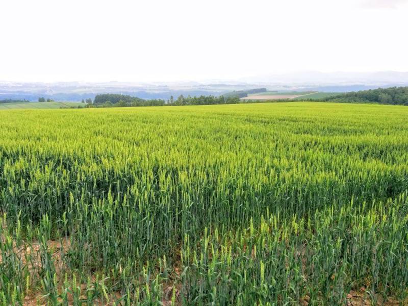 美瑛 就実の丘４