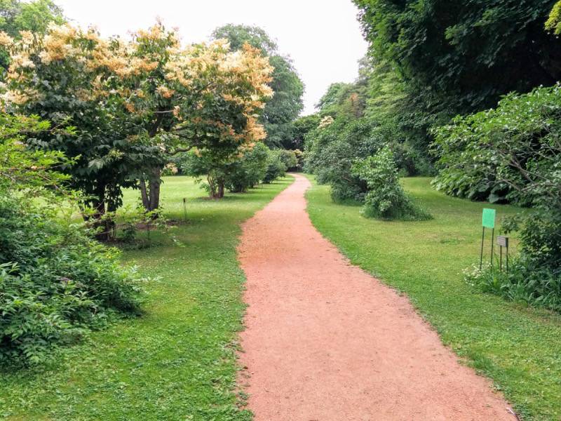 北海道大学植物園-ライラック並木1.jpg 北海道大学植物園 ライラック並木1